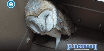 Polic&iacute;a de Tijuana rescata lechuza herida en San Antonio de los Buenos