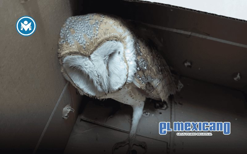 Policía de Tijuana rescata lechuza herida en San Antonio de los Buenos Policía de Tijuana rescata lechuza herida en San Antonio de los Buenos