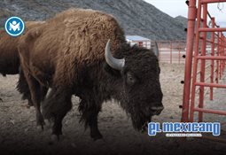 Sheinbaum anuncia Plan B de reforma electoral para recortar privilegios y fortalecer consulta popular Sheinbaum anuncia Plan B de reforma electoral para recortar privilegios y fortalecer consulta popular