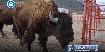 Regreso del bisonte revive ecosistemas en el norte de M&eacute;xico