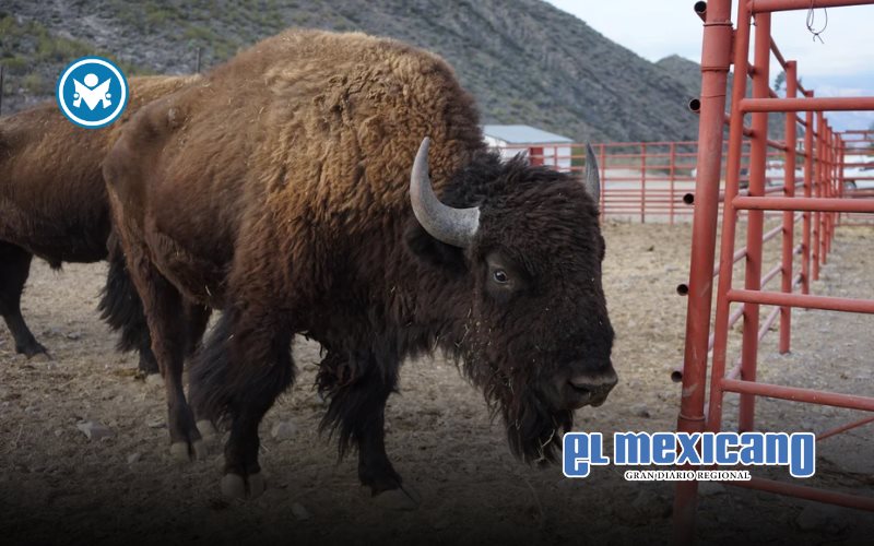 Regreso del bisonte revive ecosistemas en el norte de M&eacute;xico