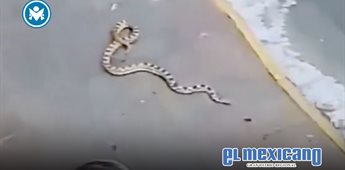 Serpiente cae del techo de una casa en Morelia