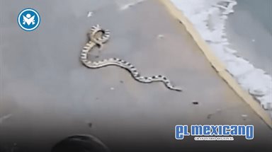 Serpiente cae del techo de una casa en Morelia