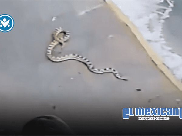 Serpiente cae del techo de una casa en Morelia