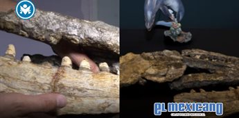 Descubren nuevo dinosaurio marino en el noreste de M&eacute;xico