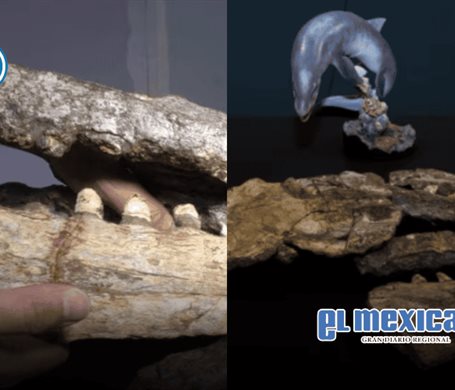 Descubren nuevo dinosaurio marino en el noreste de M&eacute;xico