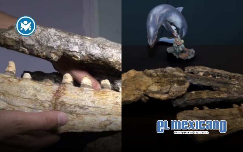 Descubren nuevo dinosaurio marino en el noreste de M&eacute;xico