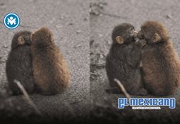 Akhal-Teke, el caballo dorado que desata furor global