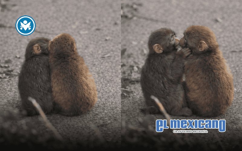 Punch, el mono viral japon&eacute;s, conquista corazones con su nueva compa&ntilde;era