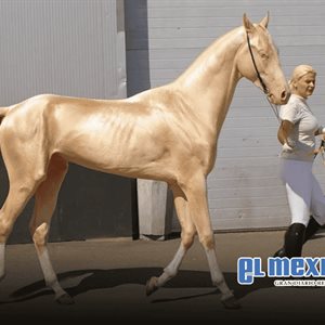 Akhal-Teke, el caballo dorado que desata furor global