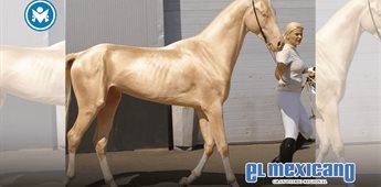 Akhal-Teke, el caballo dorado que desata furor global