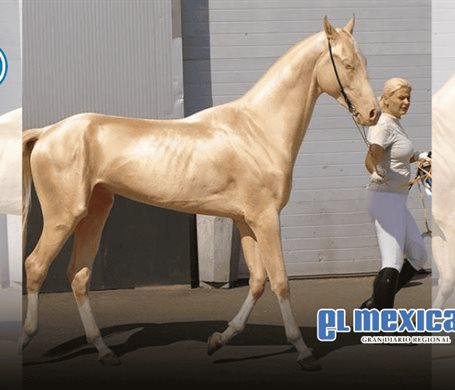 Akhal-Teke, el caballo dorado que desata furor global Akhal-Teke, el caballo dorado que desata furor global
