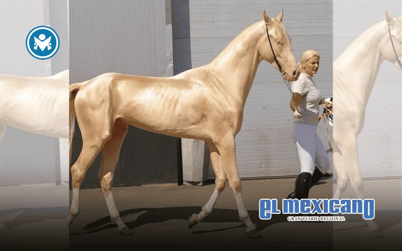 Akhal-Teke, el caballo dorado que desata furor global