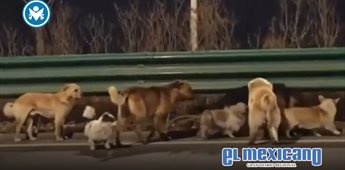 Siete perros escapan de presuntos traficantes de carne en China y regresan juntos a casa