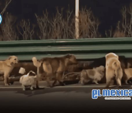 Siete perros escapan de presuntos traficantes de carne en China y regresan juntos a casa