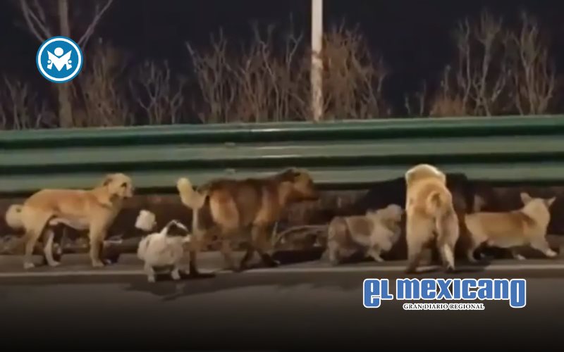 Siete perros escapan de presuntos traficantes de carne en China y regresan juntos a casa