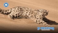 Rescatan leopardo de las nieves hallado en pleno desierto de China