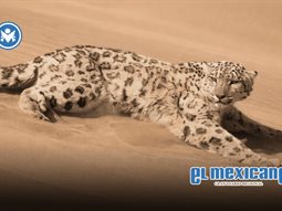Rescatan leopardo de las nieves hallado en pleno desierto de China