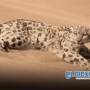 Rescatan leopardo de las nieves hallado en pleno desierto de China