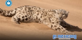 Rescatan leopardo de las nieves hallado en pleno desierto de China