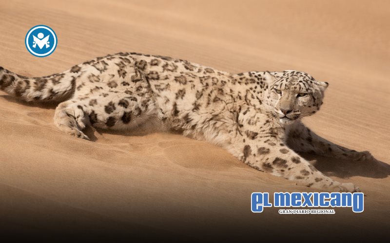 Rescatan leopardo de las nieves hallado en pleno desierto de China