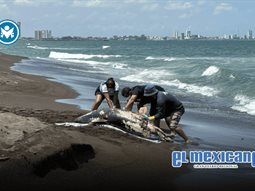 Delf&iacute;n muerto aumenta tensi&oacute;n por derrame de hidrocarburos en Veracruz