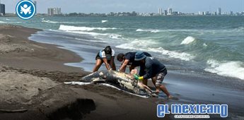 Delf&iacute;n muerto aumenta tensi&oacute;n por derrame de hidrocarburos en Veracruz