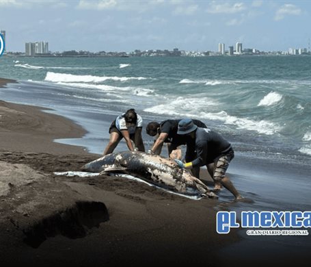 Delf&iacute;n muerto aumenta tensi&oacute;n por derrame de hidrocarburos en Veracruz