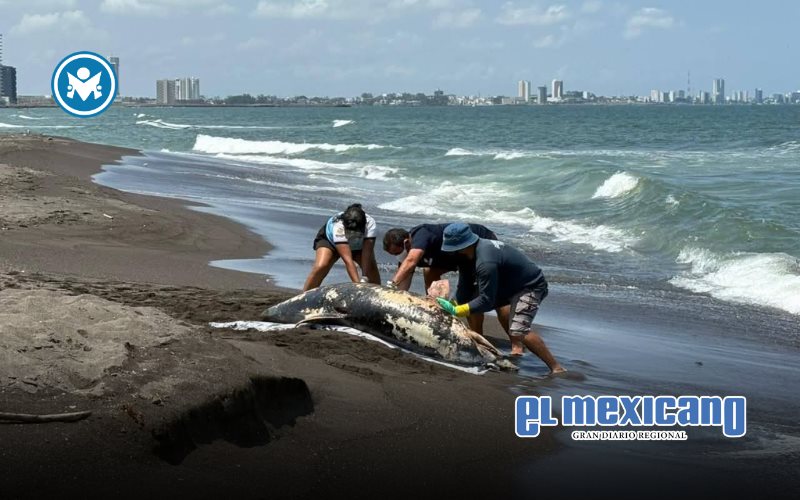 Delf&iacute;n muerto aumenta tensi&oacute;n por derrame de hidrocarburos en Veracruz