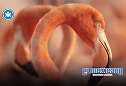 Lyon y Los Nietos de Sinaloa se unen a FONO y renuevan su legado campirano