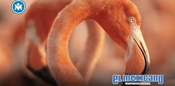 "Flamingos: la vida despu&eacute;s del meteorito" llega a cines y celebra la naturaleza de Yucat&aacute;n