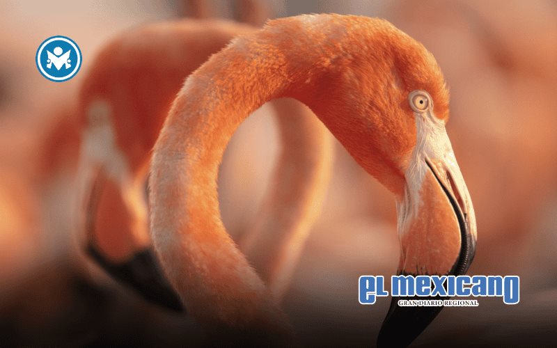 "Flamingos: la vida después del meteorito" llega a cines y celebra la naturaleza de Yucatán "Flamingos: la vida después del meteorito" llega a cines y celebra la naturaleza de Yucatán