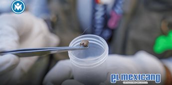 Refuerzan prevenci&oacute;n de rickettsiosis en colonia Todos Santos