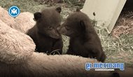 Piden apoyo para cuidar a cachorros de oso hu&eacute;rfanos