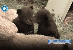 Jurado en Texas ordena a heredero petrolero pagar 1,100 millones de d&oacute;lares por abuso de su hijastro