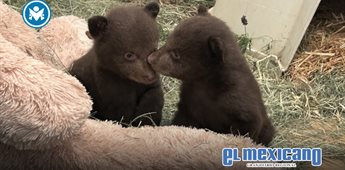 Piden apoyo para cuidar a cachorros de oso hu&eacute;rfanos