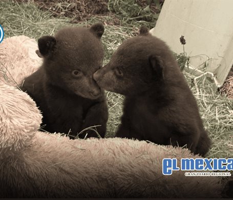 Piden apoyo para cuidar a cachorros de oso hu&eacute;rfanos