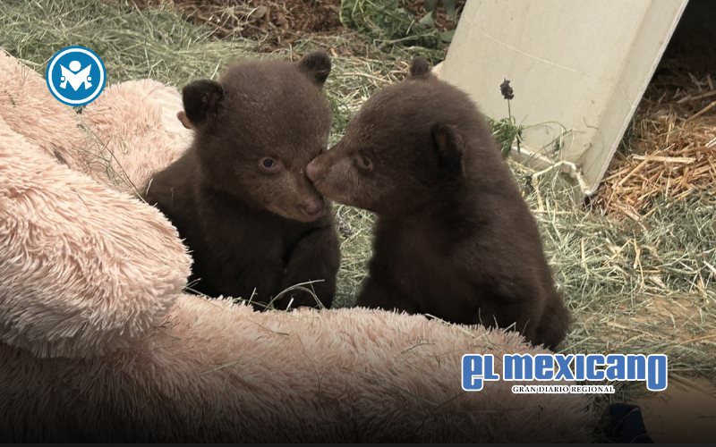 Piden apoyo para cuidar a cachorros de oso hu&eacute;rfanos