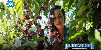 Nestlé y la OIT lanzan proyecto para promover derechos laborales en cadenas de café de Brasil, Colombia y México Nestlé y la OIT lanzan proyecto para promover derechos laborales en cadenas de café de Brasil, Colombia y México