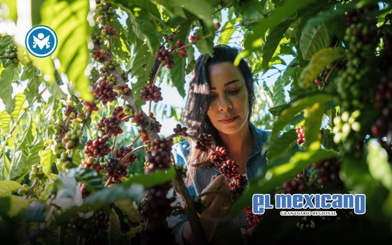 Nestl&eacute; y la OIT lanzan proyecto para promover derechos laborales en cadenas de caf&eacute; de Brasil, Colombia y M&eacute;xico