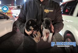 Supervisan a casi 500 ambulantes en operativo en la Zona Este 