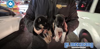 Rescatan a dos cachorros que eran vendidos entre carriles en la Garita de San Ysidro Rescatan a dos cachorros que eran vendidos entre carriles en la Garita de San Ysidro