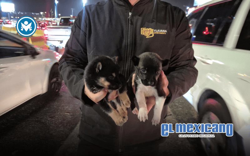 Rescatan a dos cachorros que eran vendidos entre carriles en la Garita de San Ysidro