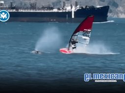 Windsurfista choca con ballena gris en Bah&iacute;a de San Francisco