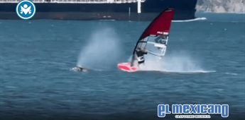 Windsurfista choca con ballena gris en Bah&iacute;a de San Francisco