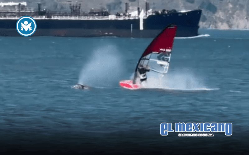 Windsurfista choca con ballena gris en Bah&iacute;a de San Francisco
