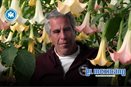 Revelan supuesta flor paralizante ligada a Jeffrey Epstein