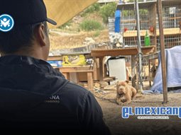 Atienden reporte por presunto maltrato animal en la colonia Alcatraces
