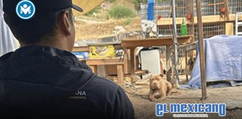 Atienden reporte por presunto maltrato animal en la colonia Alcatraces Atienden reporte por presunto maltrato animal en la colonia Alcatraces