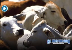 Be Grand fortalece infraestructura y servicios en Polanco